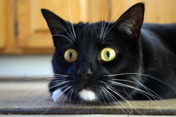 Картинка животные коты киса