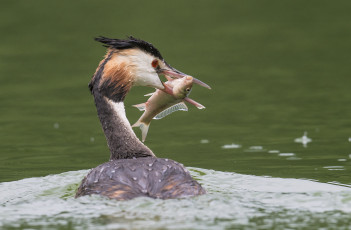 Картинка животные Чомги+ поганки чемга рыба улов вода