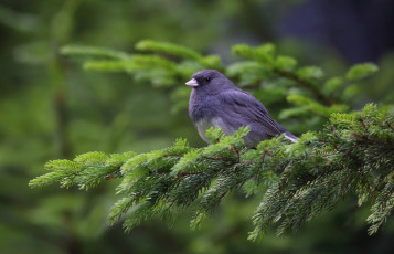Картинка животные птицы окрас перья птица лапки клюв