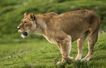 Картинка животные львы хищник
