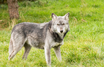 Картинка животные волки +койоты +шакалы трава