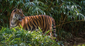 Картинка животные тигры хищник