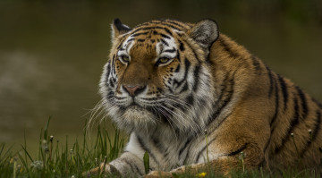 Картинка животные тигры хищник