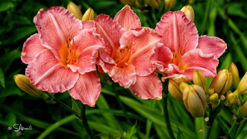 Картинка цветы лилии +лилейники цветение бутоны лилия