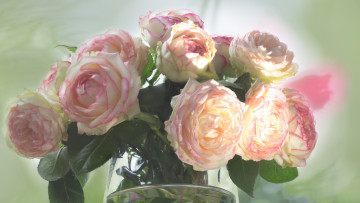 Картинка цветы розы листья бутон роза blossoms leaves petals bud rose цветение лепестки