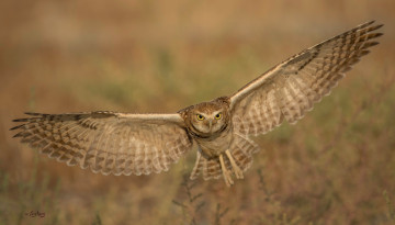 Картинка животные совы птица окрас перья клюв
