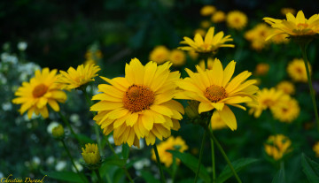 Картинка цветы лето цветение листья лепестки желтый