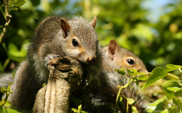 Картинка животные белки белка