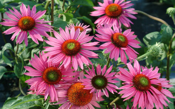 Картинка цветы эхинацея боке лепестки цветение