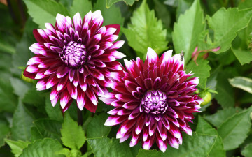 Картинка цветы георгины осень бутоны цветение лепестки георгин