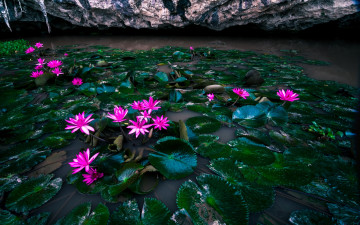 Картинка цветы лилии+водяные +нимфеи +кувшинки вода листья водяные лилии