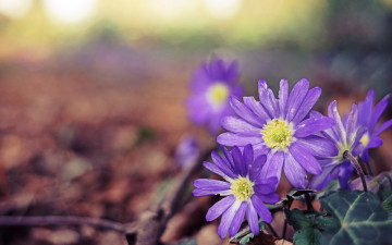 Картинка цветы ветреницы +печёночницы фон природа