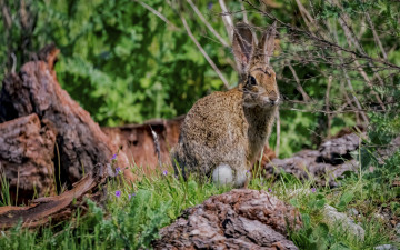 Картинка животные кролики +зайцы ушастый