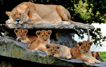 Картинка животные львы хищник