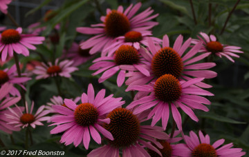 Картинка цветы эхинацея розовый лепестки цветение