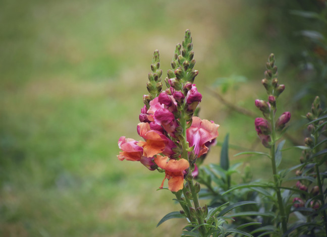 Обои картинки фото цветы, львиный зев, цветение, розовые, лето