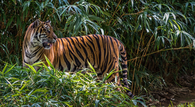 Обои картинки фото животные, тигры, хищник