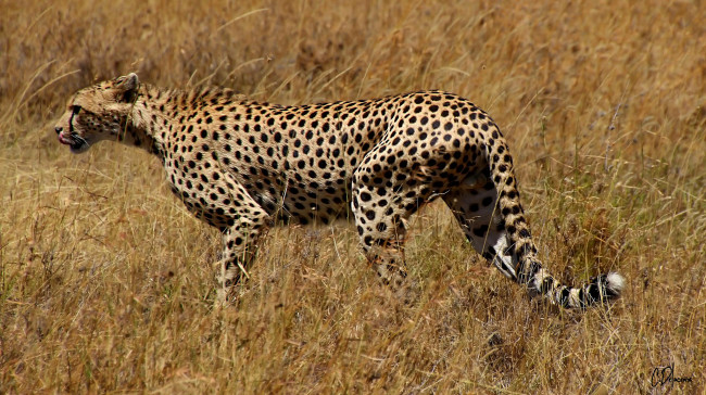 Обои картинки фото животные, гепарды, хищник