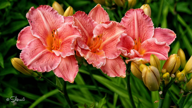 Обои картинки фото цветы, лилии,  лилейники, цветение, бутоны, лилия