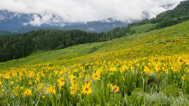 Обои картинки фото природа, луга, простор