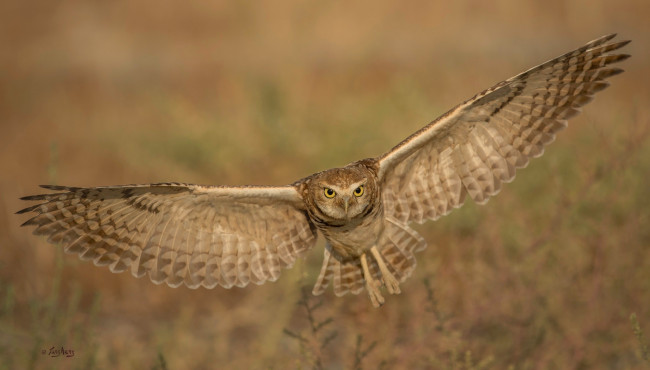 Обои картинки фото животные, совы, птица, окрас, перья, клюв