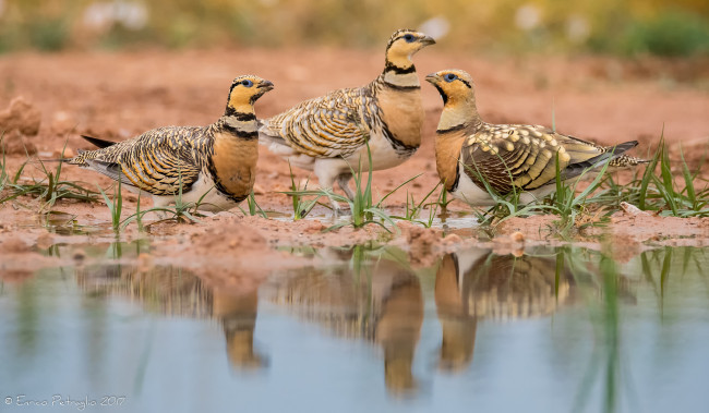 Обои картинки фото животные, птицы, лапки, вода, пара, клюв
