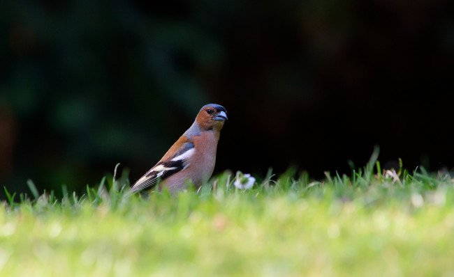 Обои картинки фото животные, птицы, клюв, окрас, лапки, перья, птица