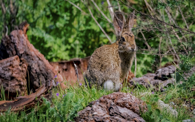 Обои картинки фото животные, кролики,  зайцы, ушастый