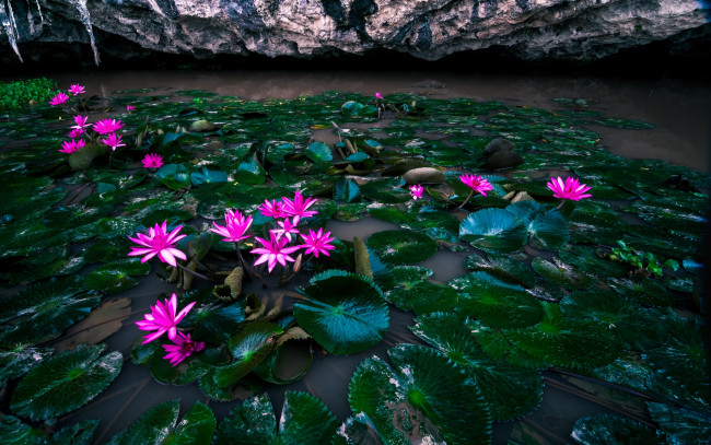 Обои картинки фото цветы, лилии водяные,  нимфеи,  кувшинки, вода, листья, водяные, лилии