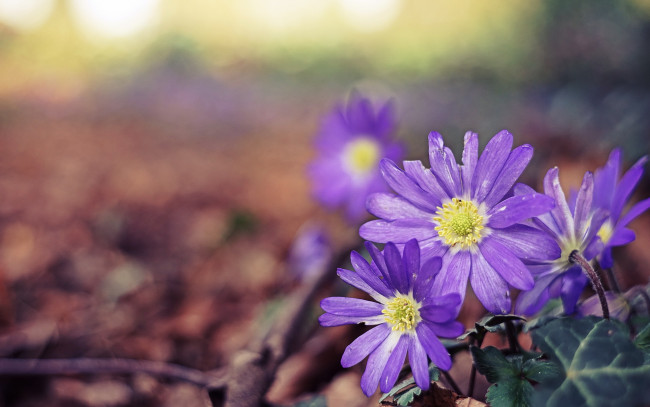 Обои картинки фото цветы, ветреницы,  печёночницы, фон, природа