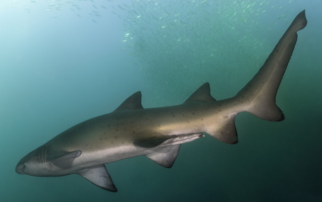 Обои картинки фото животные, акулы, хищник