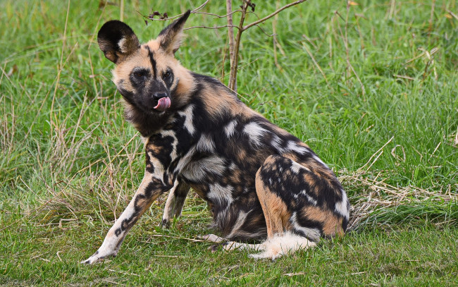 Обои картинки фото животные, гиены,  гиеновые собаки, хищник