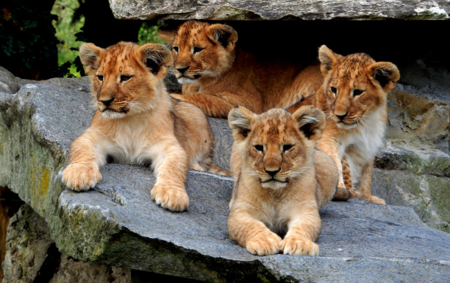 Обои картинки фото животные, львы, хищник