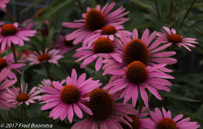 Обои картинки фото цветы, эхинацея, розовый, лепестки, цветение