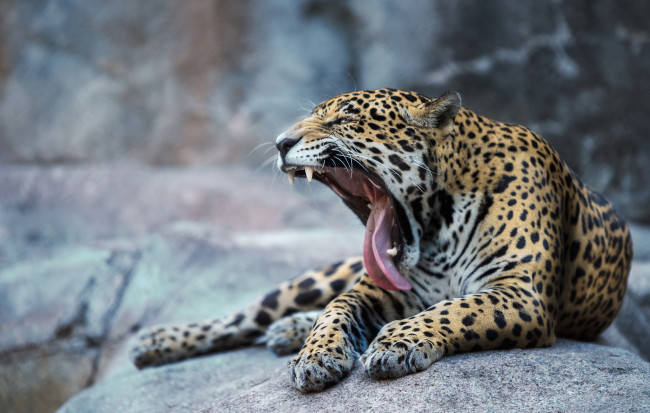 Обои картинки фото животные, леопарды, хищник