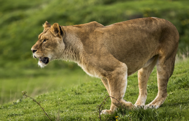 Обои картинки фото животные, львы, хищник