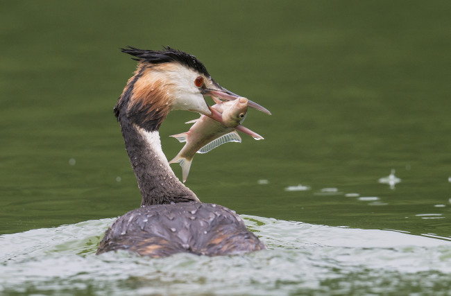 Обои картинки фото животные, Чомги , поганки, чемга, рыба, улов, вода