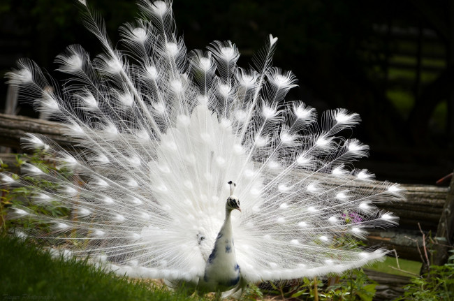 Обои картинки фото животные, павлины, павлин, хвост, перья, окрас, птица