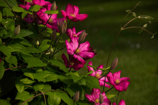 Обои картинки фото цветы, клематис , ломонос, листья, куст, цветение, клематис