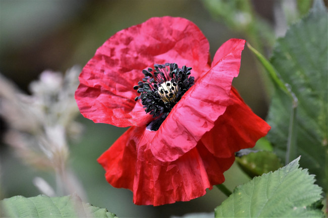 Обои картинки фото цветы, маки, мак, цветок, цветение, лето