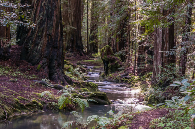 Обои картинки фото природа, лес, простор