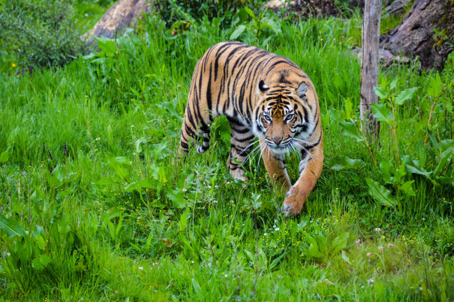 Обои картинки фото животные, тигры, хищник