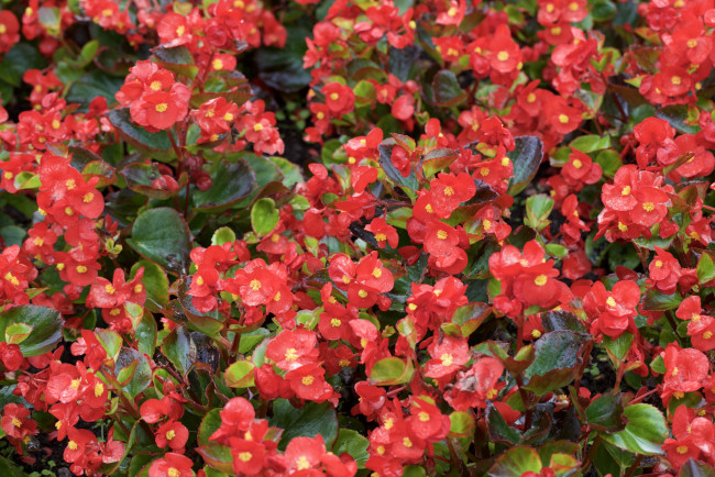 Обои картинки фото цветы, бегония, листья, лепестки, кустики, розовый, лето, цветение