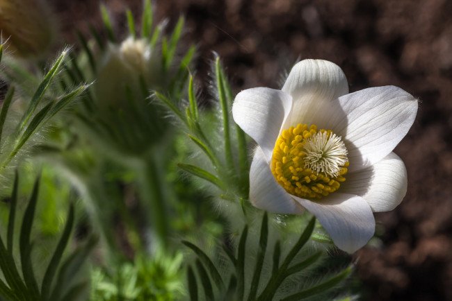 Обои картинки фото цветы, белый, цветок, макро, цветение, тычинка