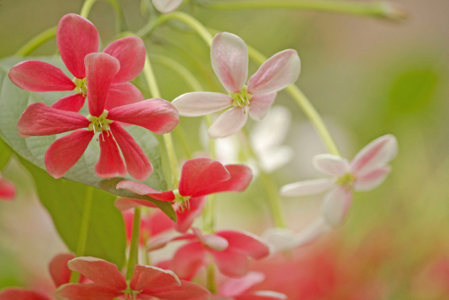 Обои картинки фото цветы, цветение, розово-красный, цветок, лепестки