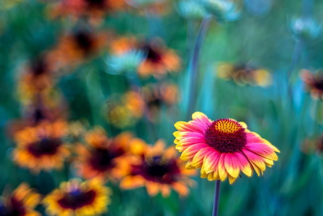 Обои картинки фото цветы, эхинацея, цветок, оранжево-красный, цветение, лето