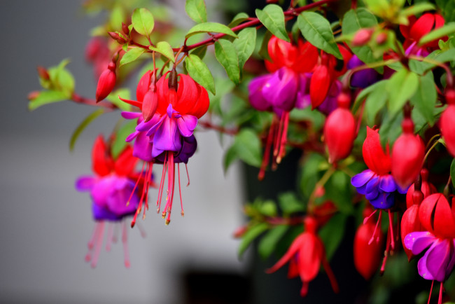 Обои картинки фото цветы, фуксия, тычинки, цветение, разбитое, сердце