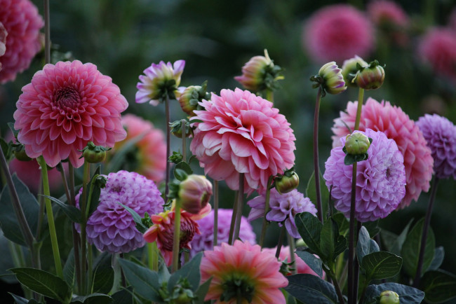 Обои картинки фото цветы, георгины, георгин, цветение, бутоны, лепестки