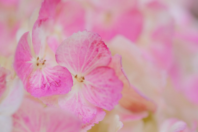 Обои картинки фото цветы, гортензия, цветение, куст