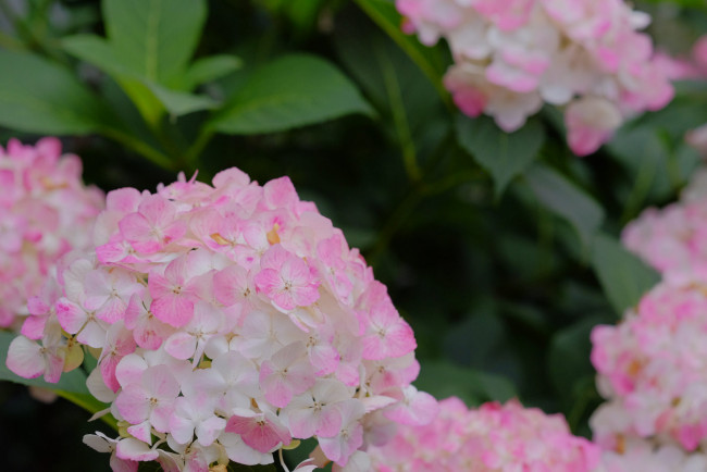 Обои картинки фото цветы, гортензия, цветение, куст